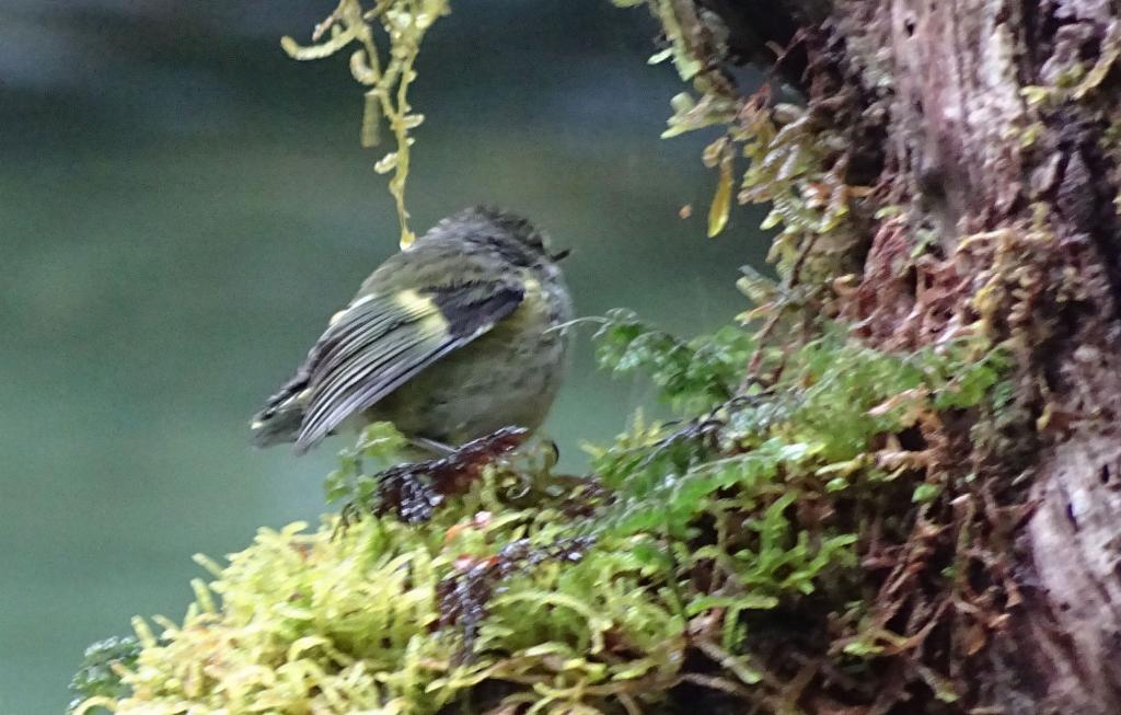 228 - 20150204 Milford Track