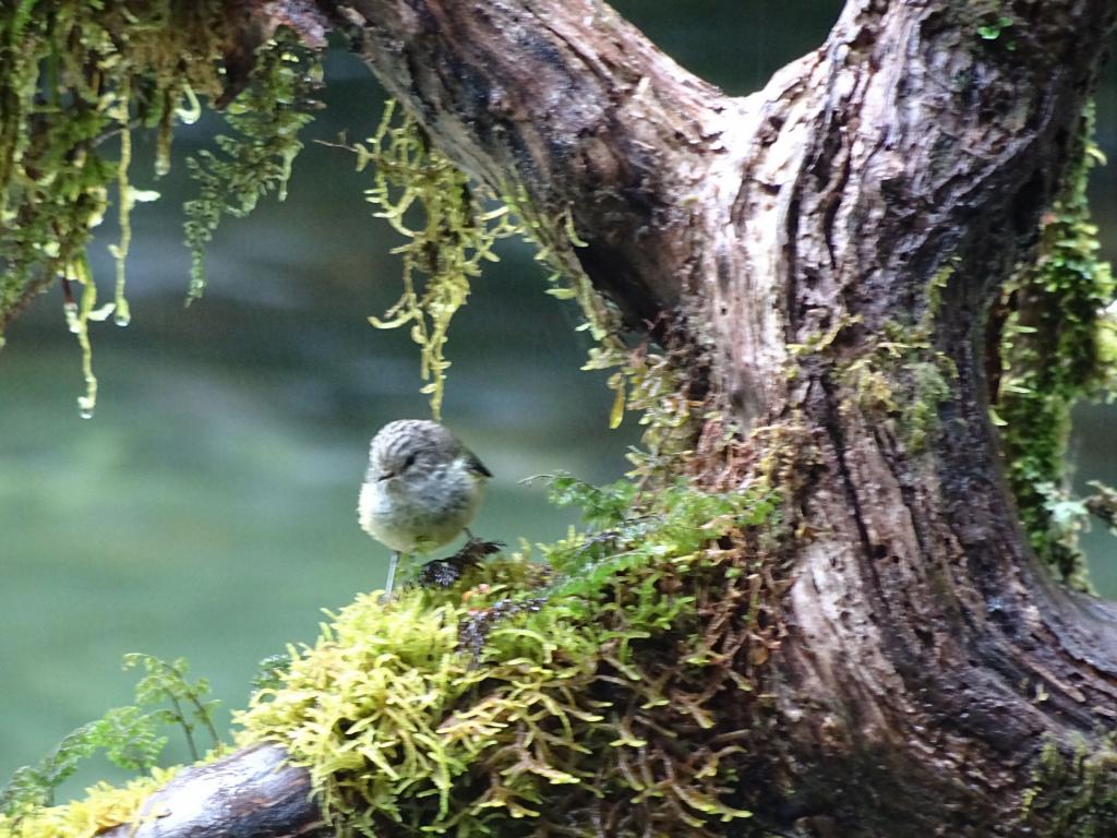 229 - 20150204 Milford Track