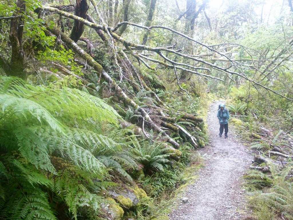 249 - 20150204 Milford Track