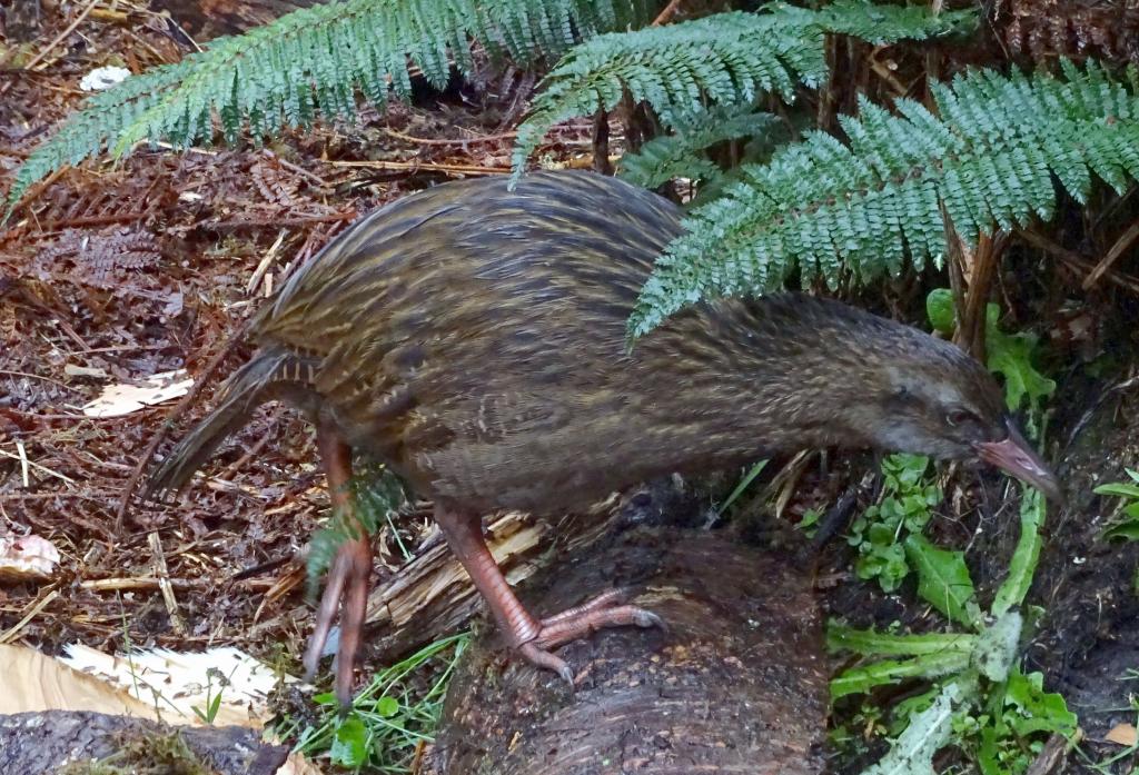 273 - 20150204 Milford Track