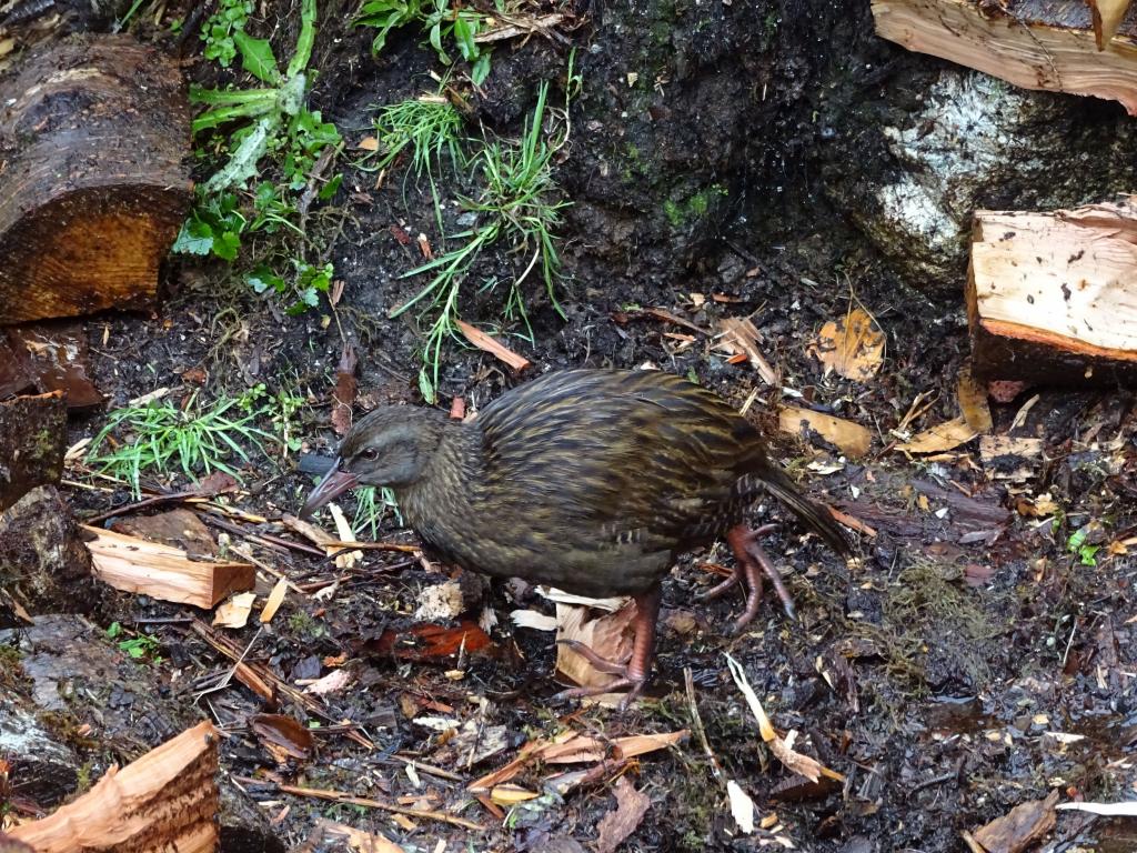 275 - 20150204 Milford Track