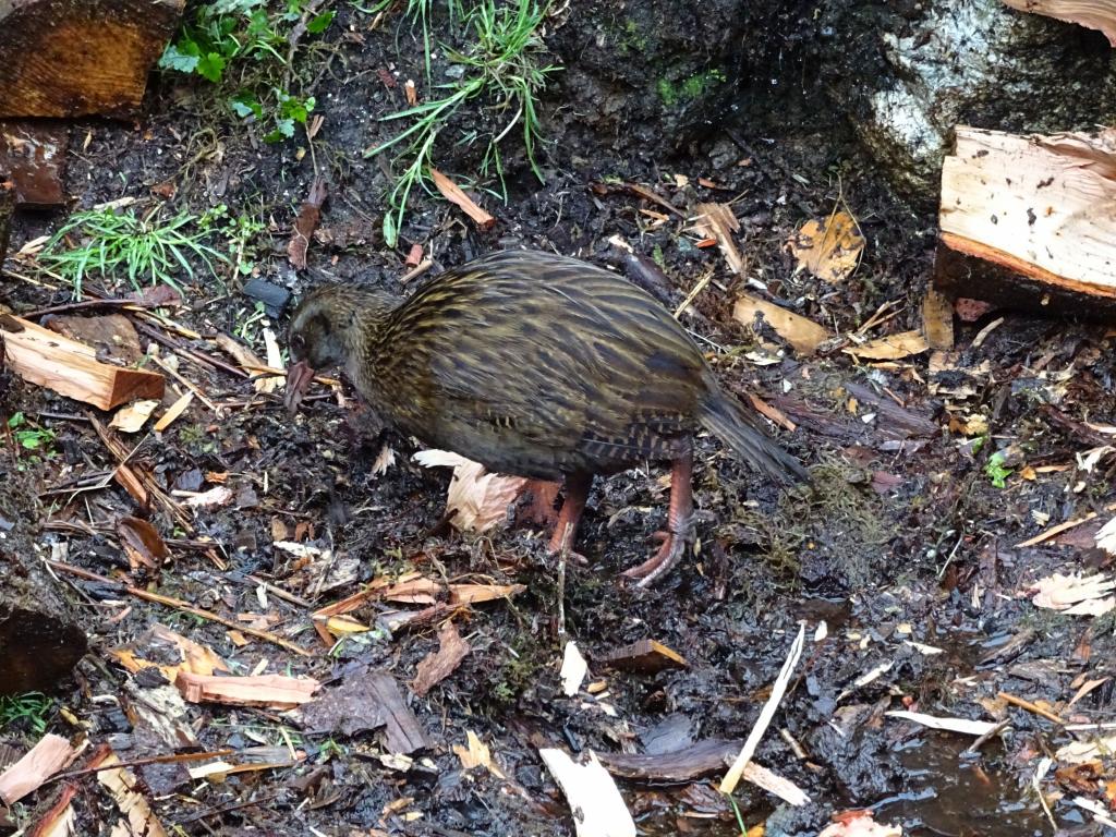 280 - 20150204 Milford Track