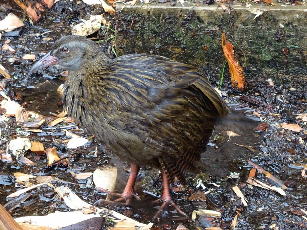 283 - 20150204 Milford Track