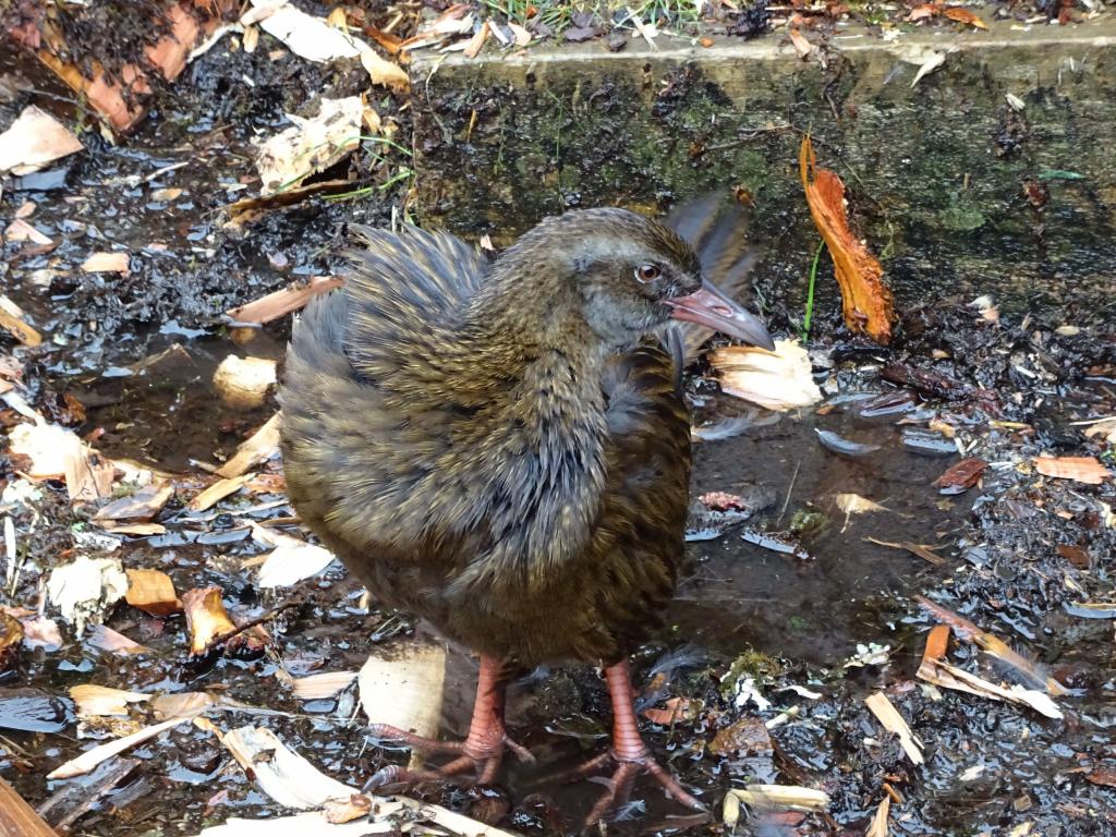 284 - 20150204 Milford Track