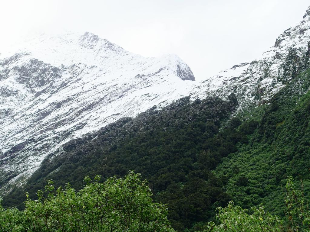 293 - 20150204 Milford Track