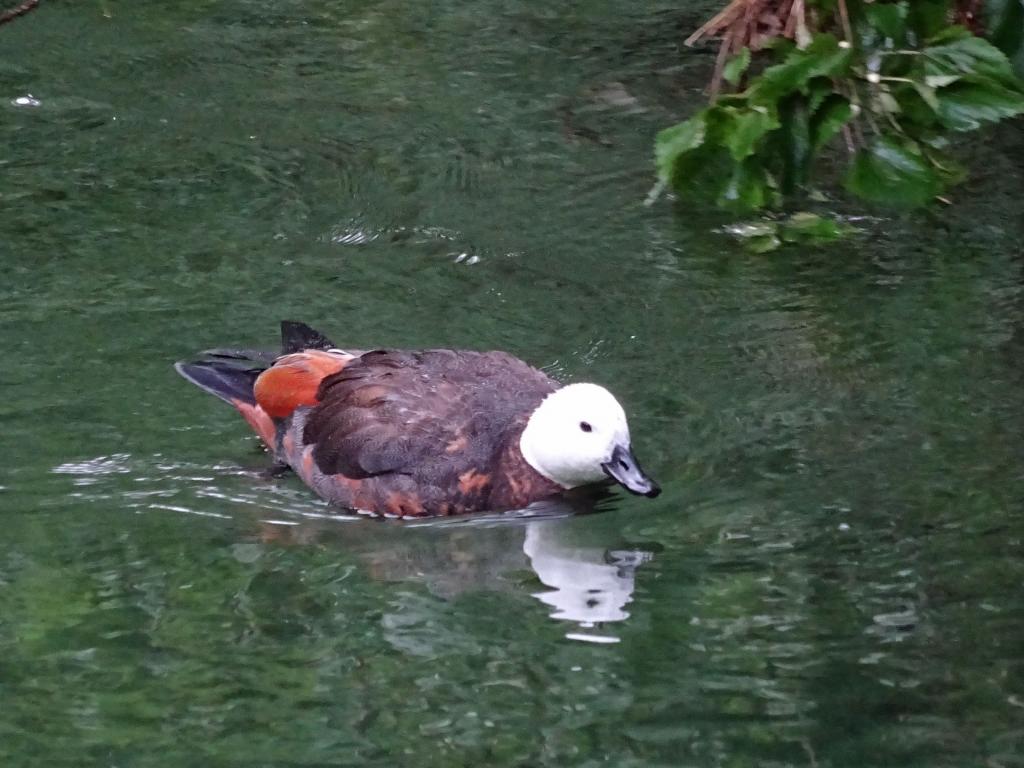 299 - 20150204 Milford Track