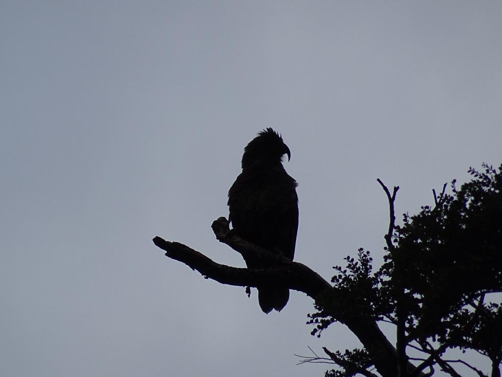 312 - 20150204 Milford Track