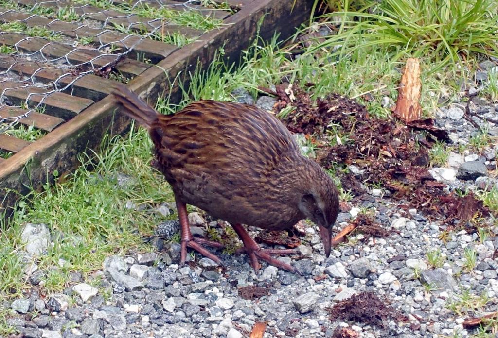 326 - 20150204 Milford Track