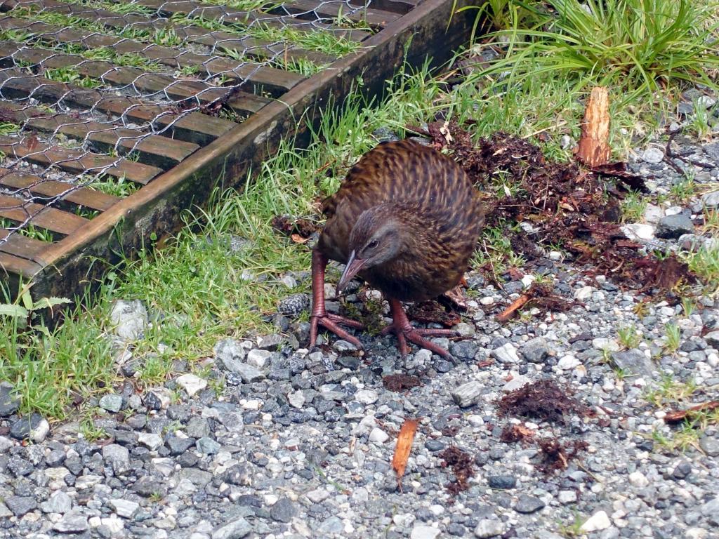 327 - 20150204 Milford Track