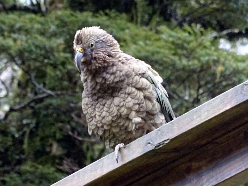 328 - 20150204 Milford Track