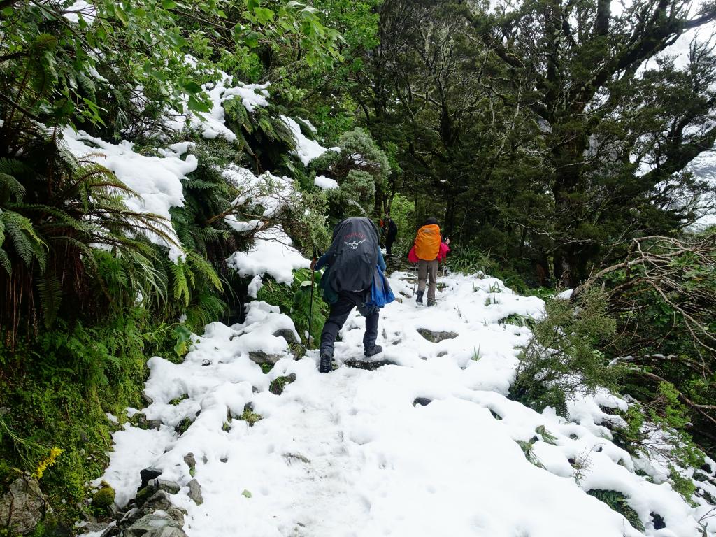 347 - 20150204 Milford Track