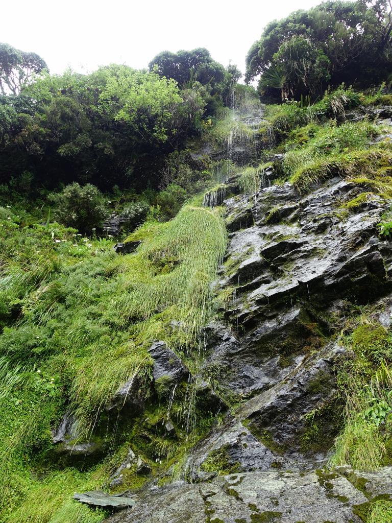 426 - 20150204 Milford Track