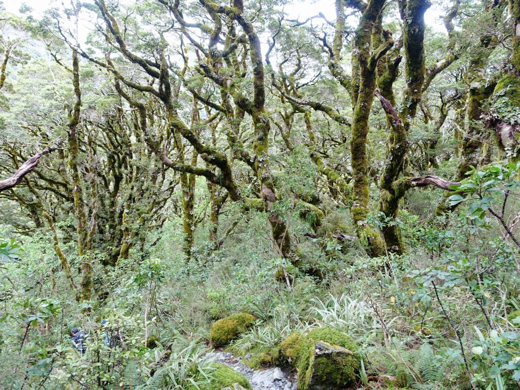 448 - 20150204 Milford Track