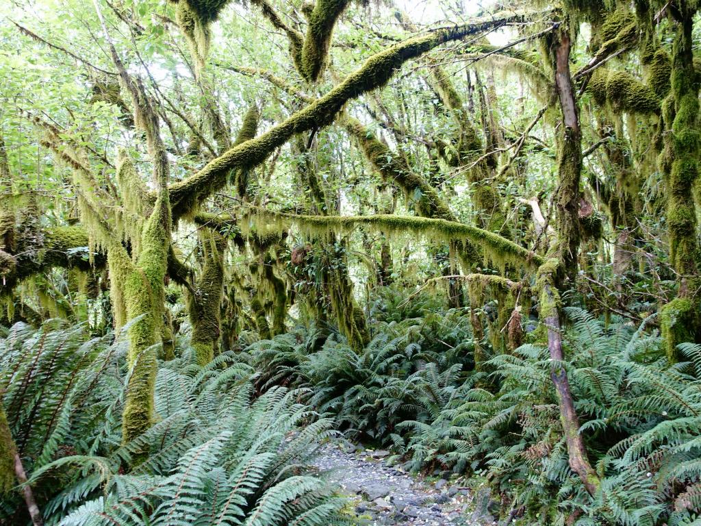 459 - 20150204 Milford Track