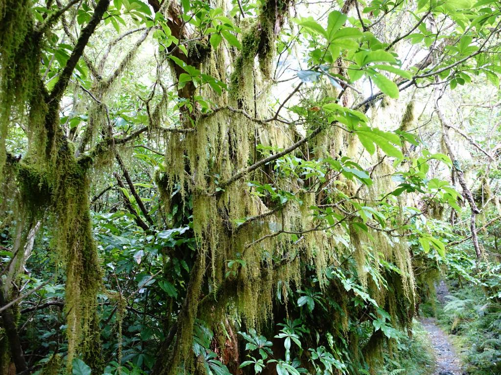 475 - 20150204 Milford Track