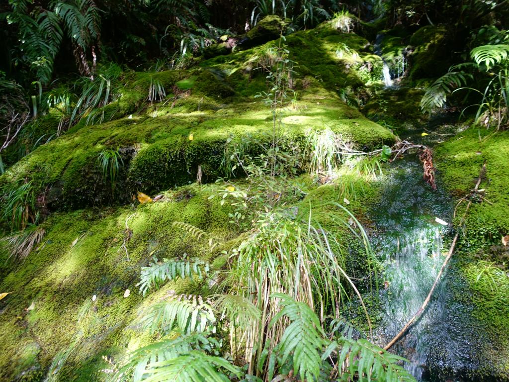 500 - 20150204 Milford Track