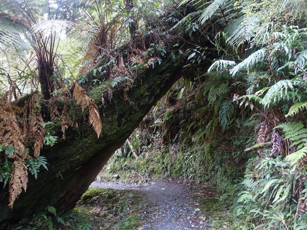 521 - 20150204 Milford Track