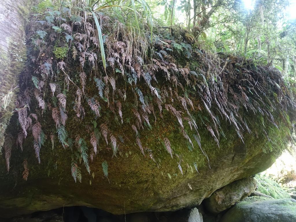 536 - 20150204 Milford Track