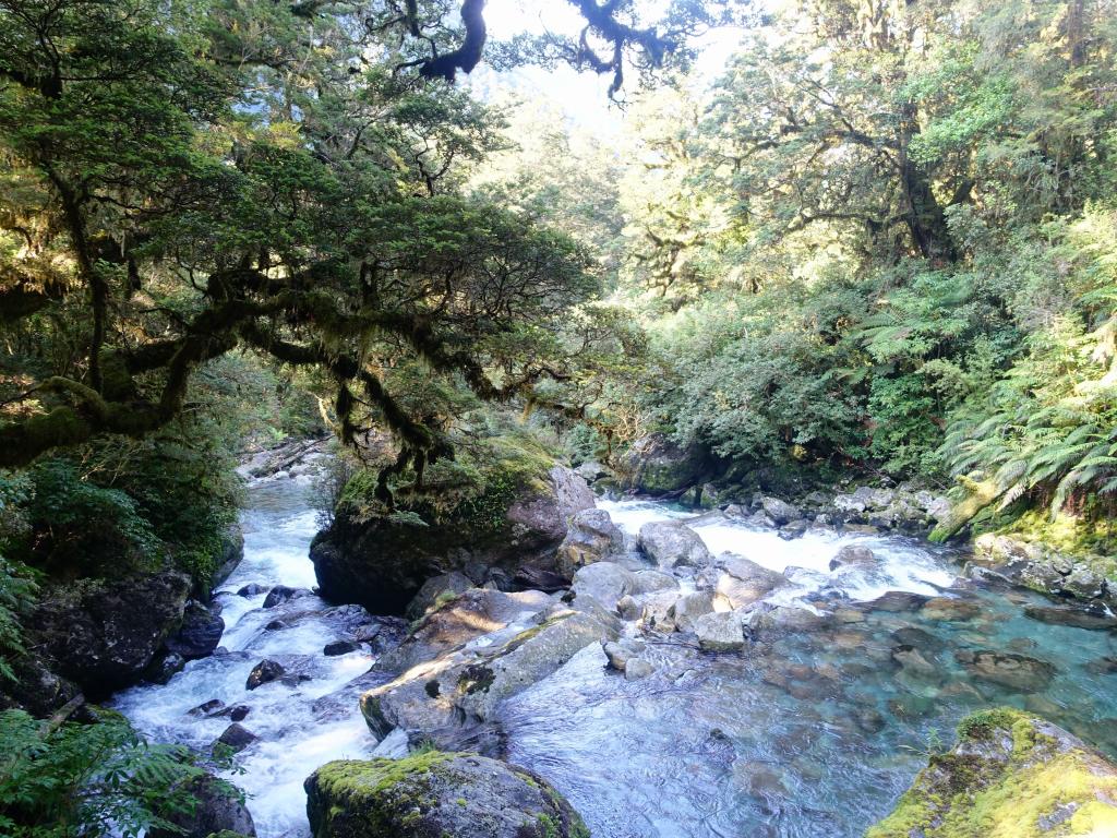 538 - 20150204 Milford Track