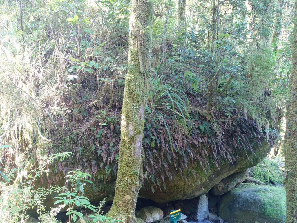 540 - 20150204 Milford Track