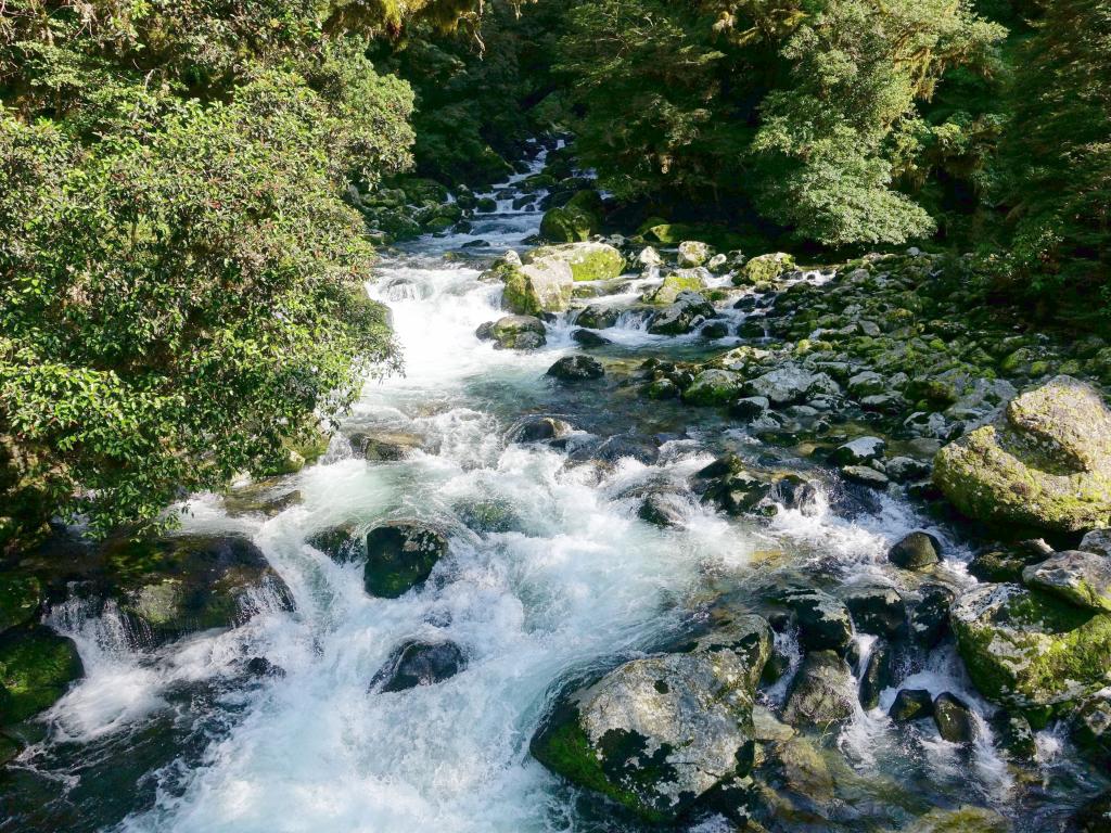 549 - 20150204 Milford Track