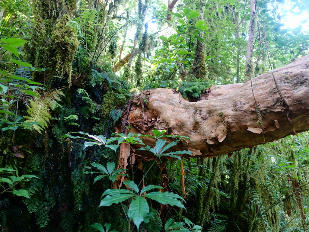 552 - 20150204 Milford Track