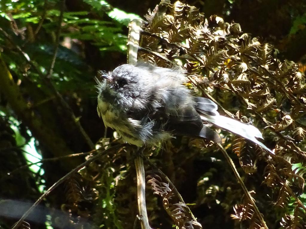 563 - 20150204 Milford Track