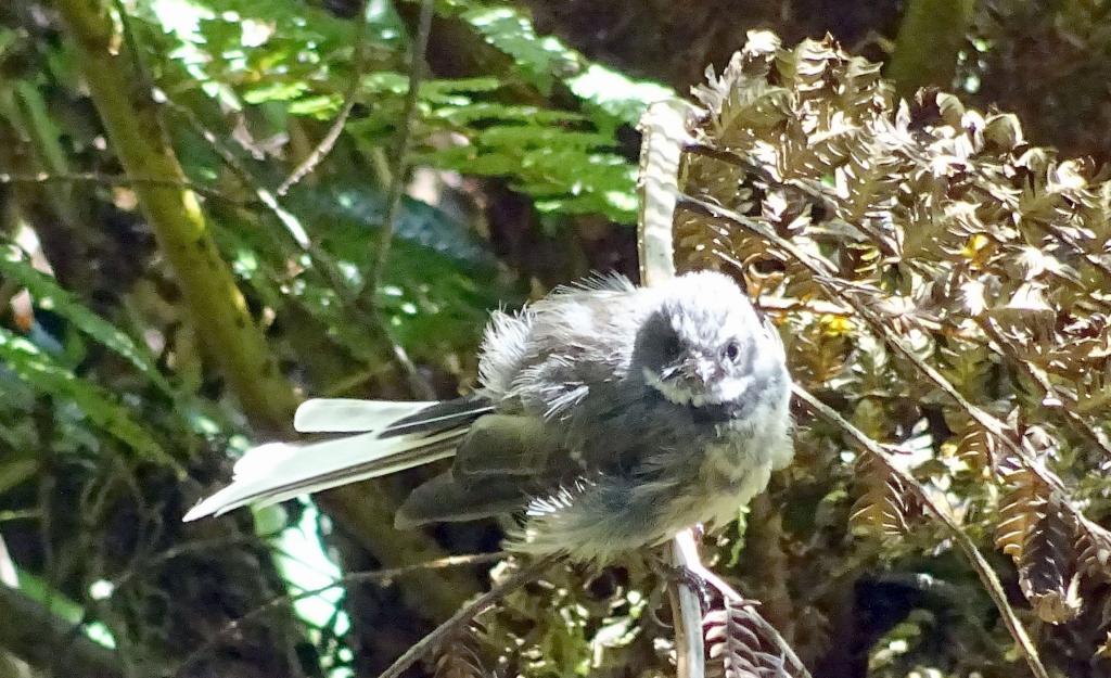 564 - 20150204 Milford Track