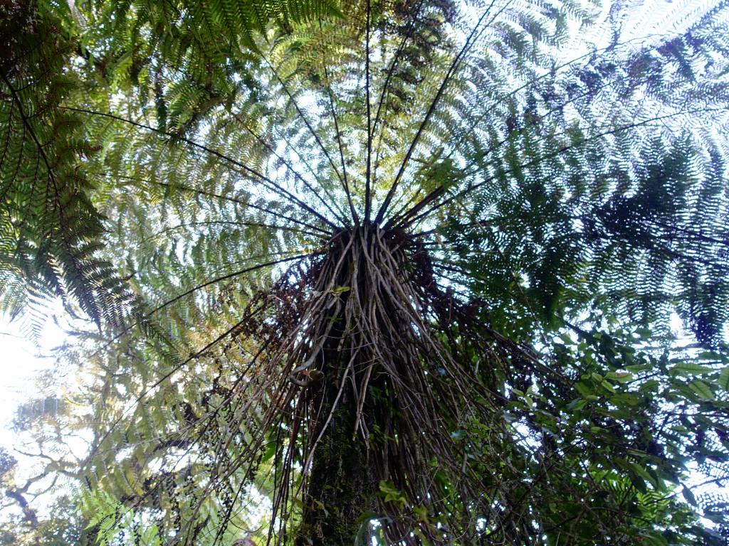 572 - 20150204 Milford Track