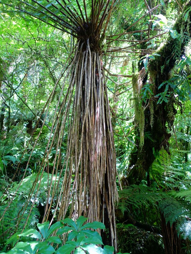 583 - 20150204 Milford Track