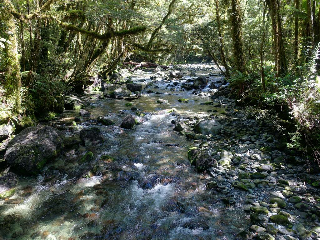 584 - 20150204 Milford Track