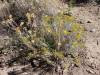 350 - 20170923 Emigrant Wilderness