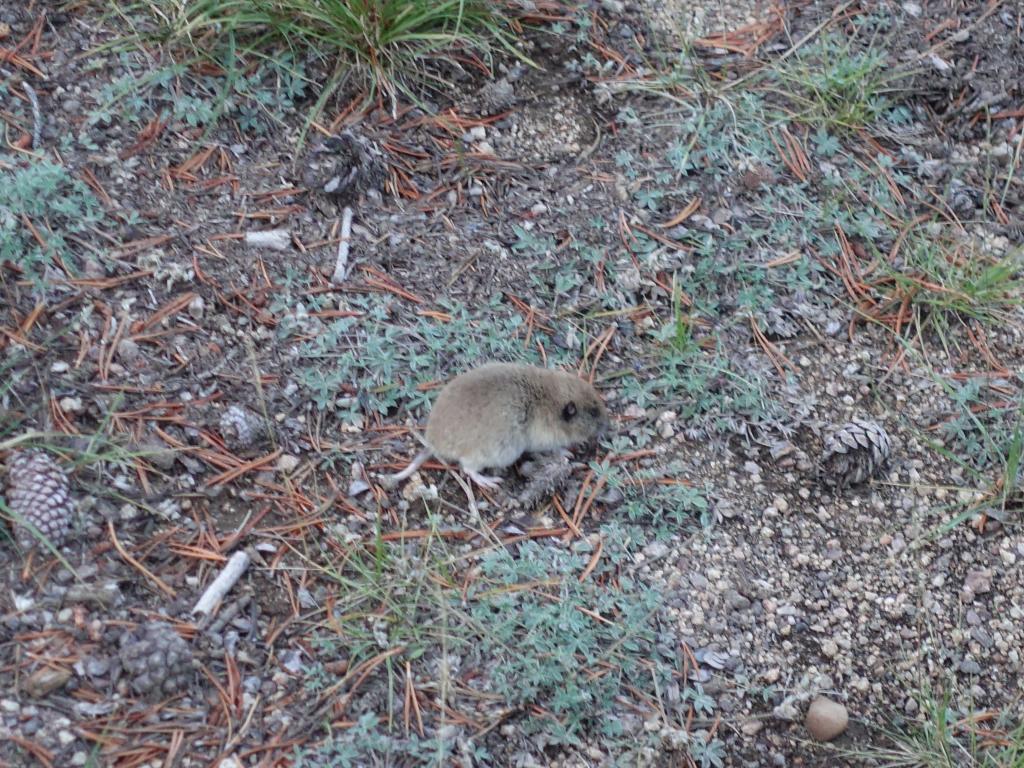 310 - 20170923 Emigrant Wilderness