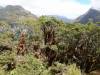 145 - 20190111 Routeburn Track Day1