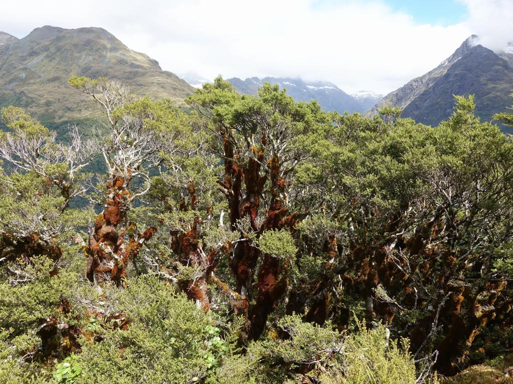 145 - 20190111 Routeburn Track Day1