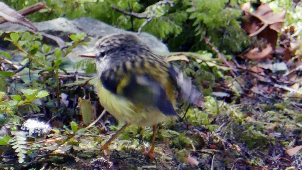 196 - 20190111 Routeburn Track Day1