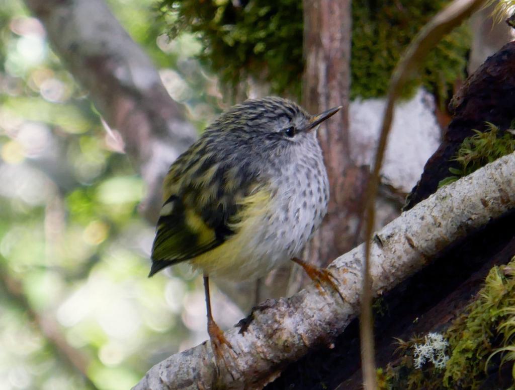 203 - 20190111 Routeburn Track Day1