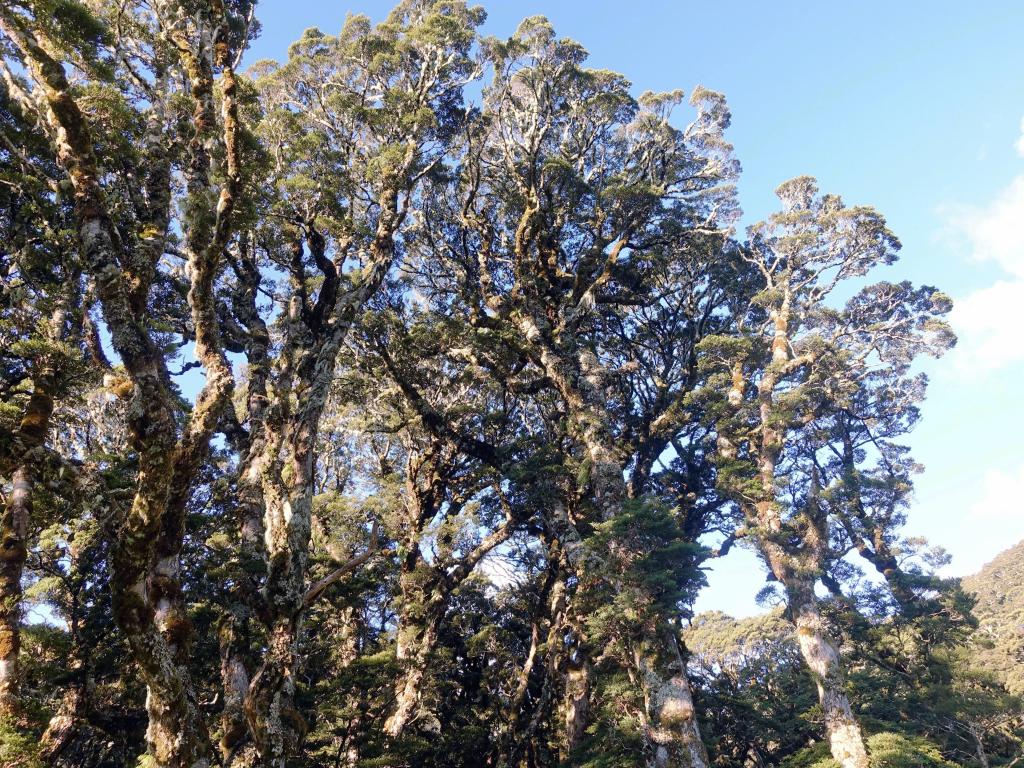 297 - 20190111 Routeburn Track Day1