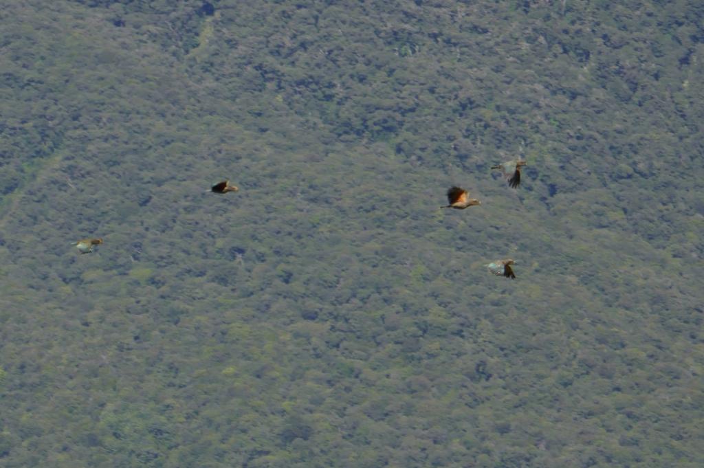 426 - 20190112 Routeburn Track Day2