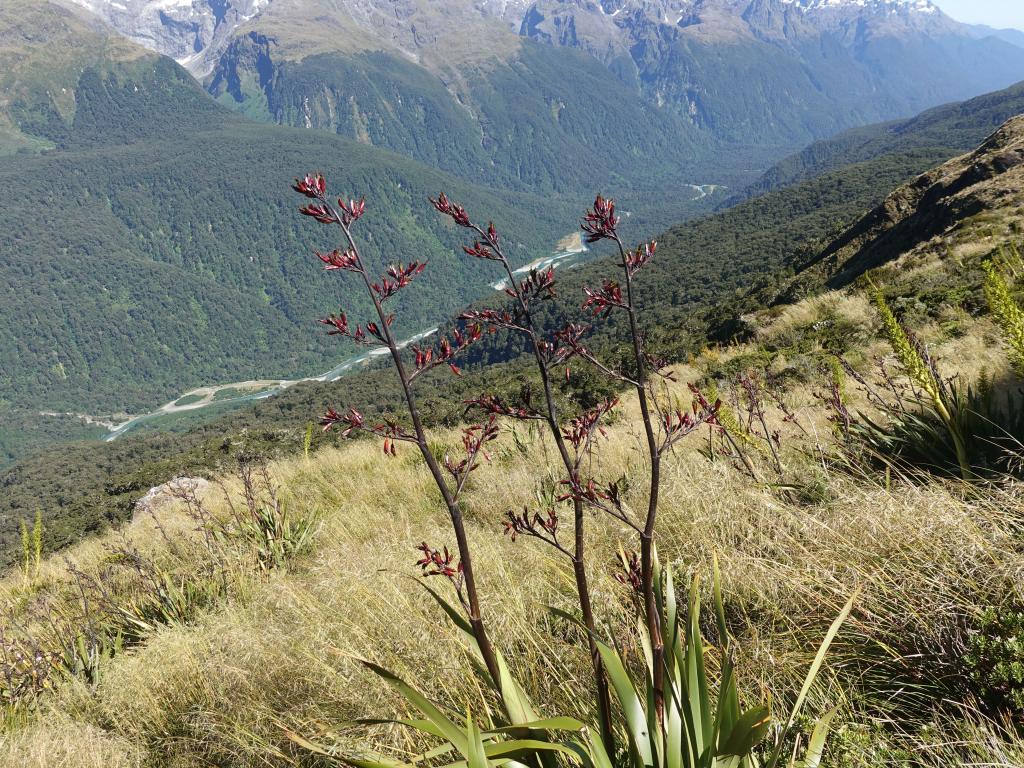 431 - 20190112 Routeburn Track Day2