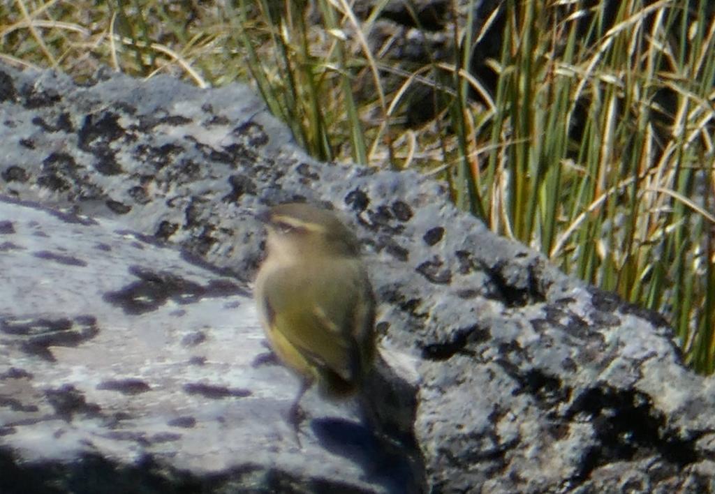 463 - 20190112 Routeburn Track Day2