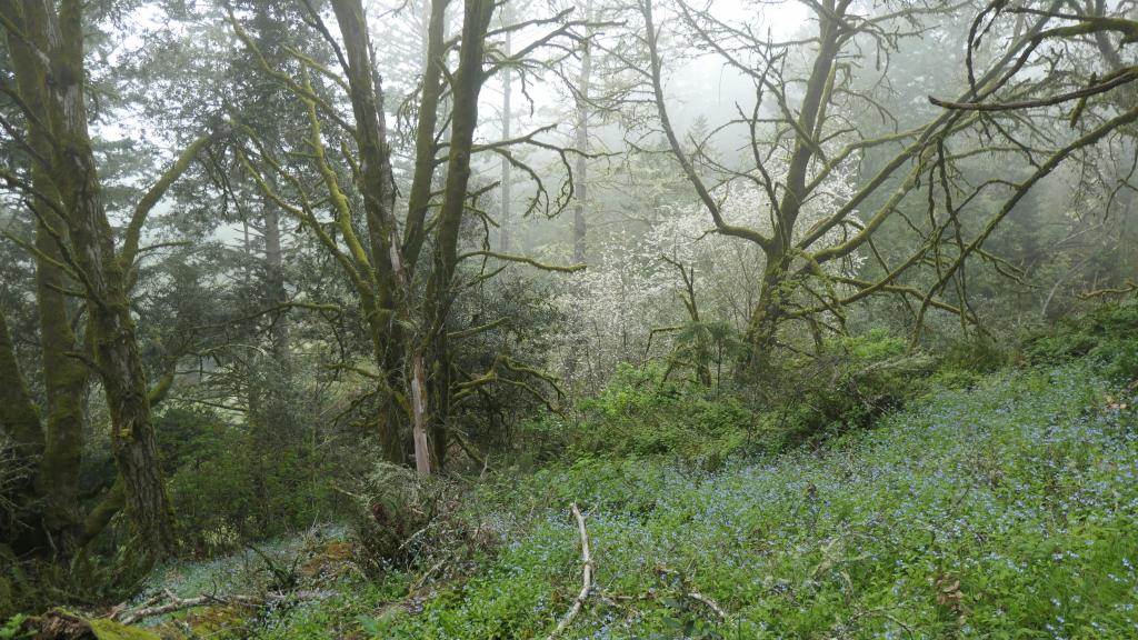 111 - 20200417 Skyline Purisima Creek