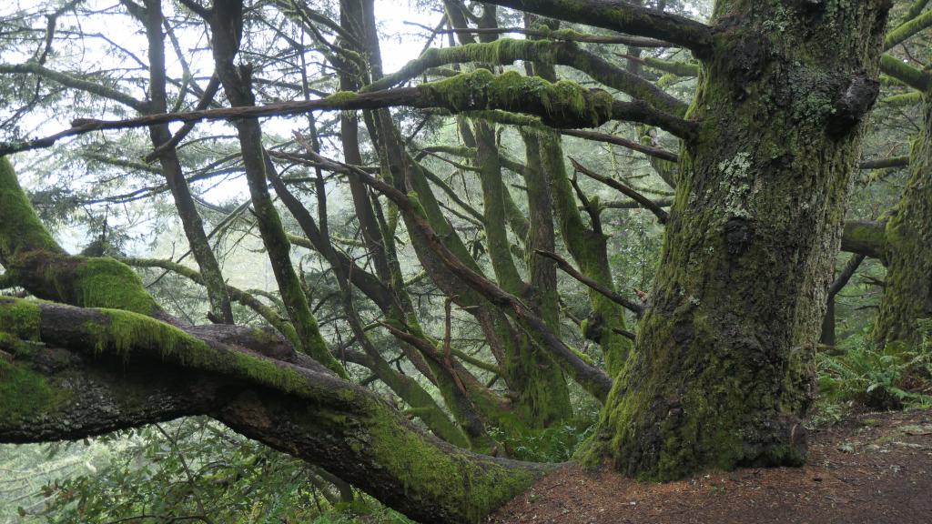 122 - 20200417 Skyline Purisima Creek