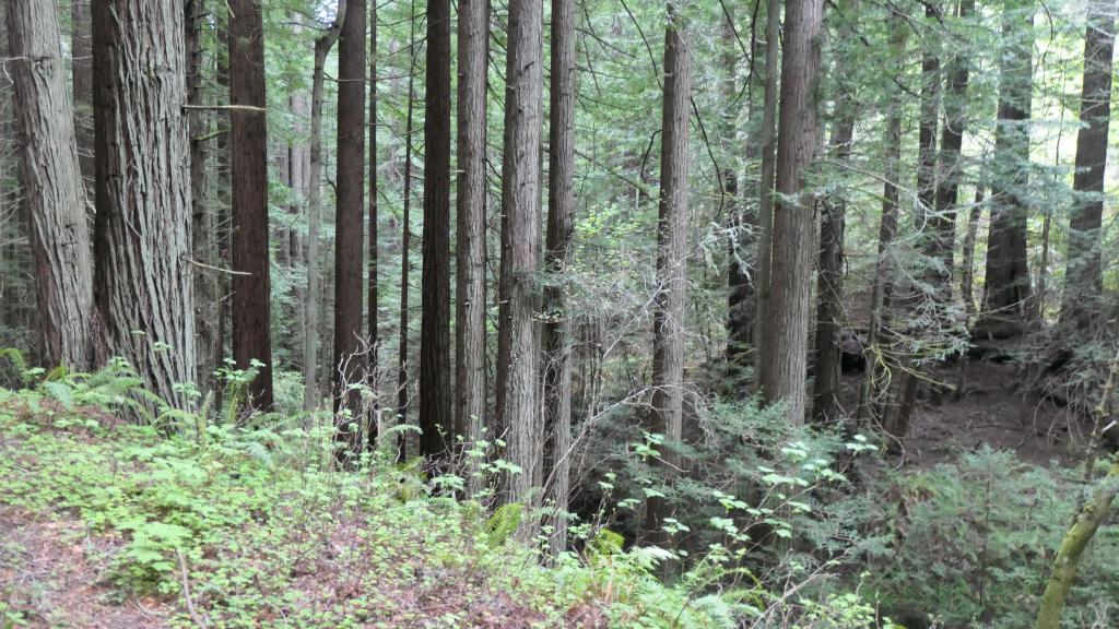 145 - 20200417 Skyline Purisima Creek