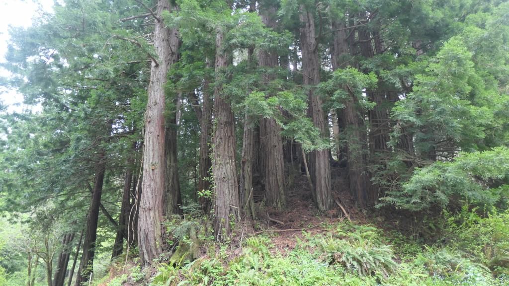 160 - 20200417 Skyline Purisima Creek