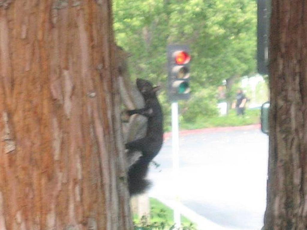 20081001 - Squirrels