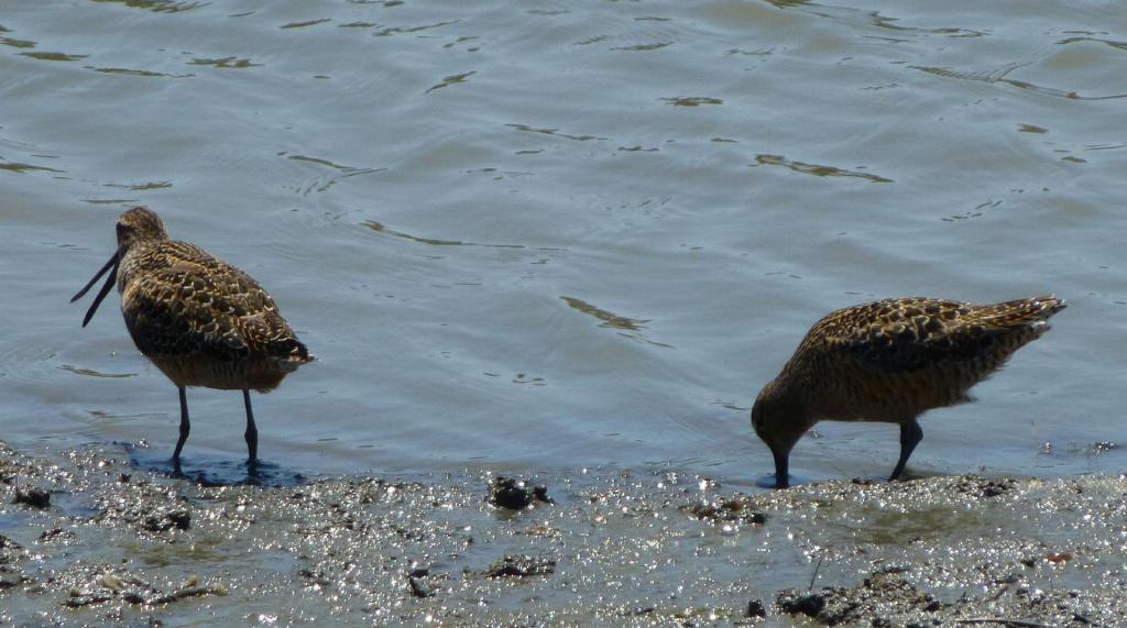 20120513 - PAO WaterBirds 101