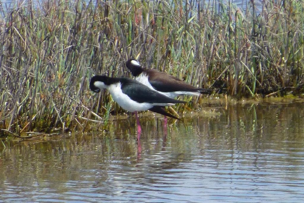 20120513 - PAO WaterBirds 103