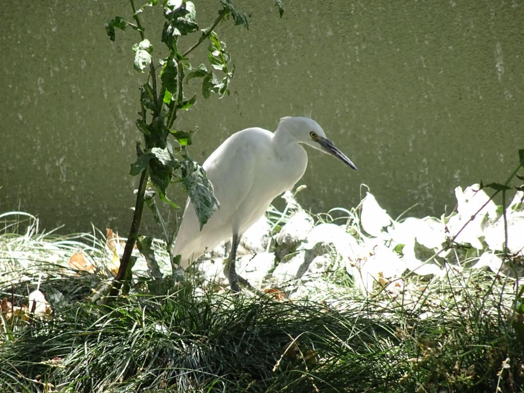 20160627 - Herons Google 102