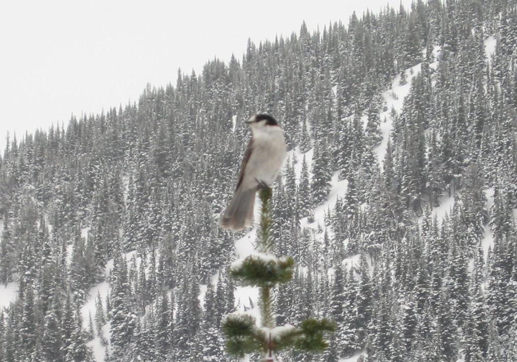 138 - Blackcomb Day1